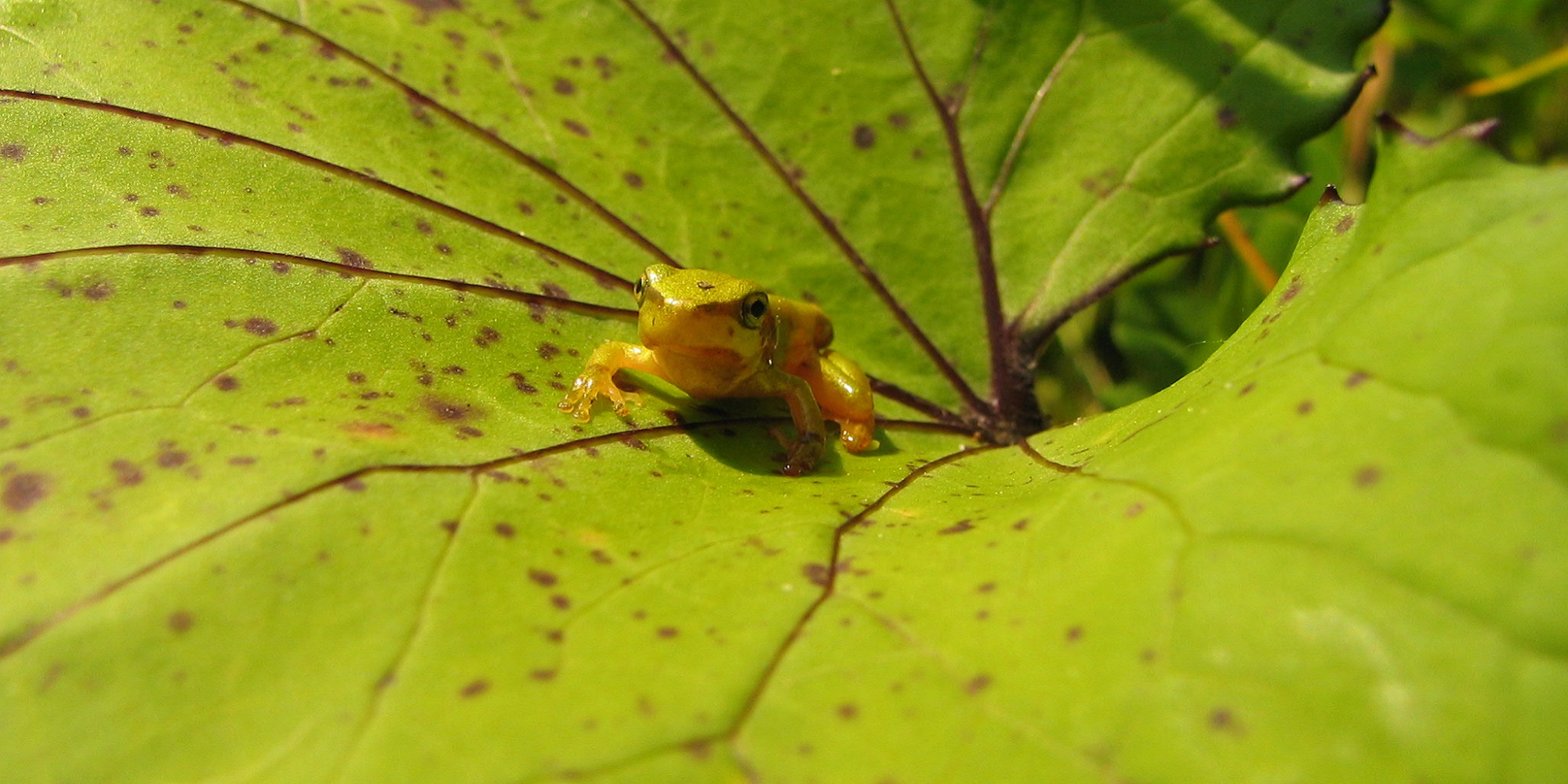 Nahaufnahme von einem grünen Frosch auf einem Blatt