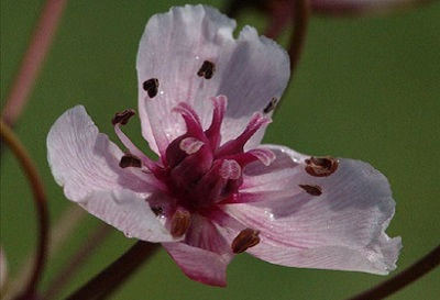 Beispiel Schwanenblume