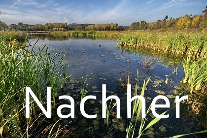 Verwildeter Wald ein paar Jahre nach der Rekultivierung