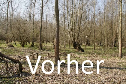 Verwildeter Wald